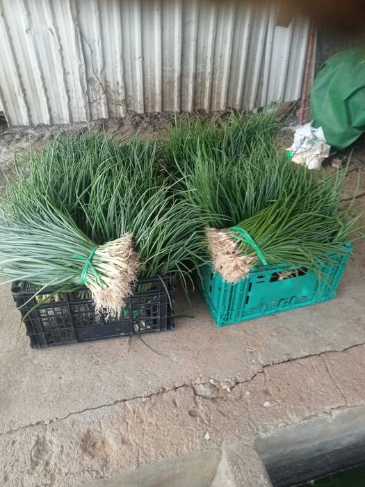 Venda de Cebolo em molho