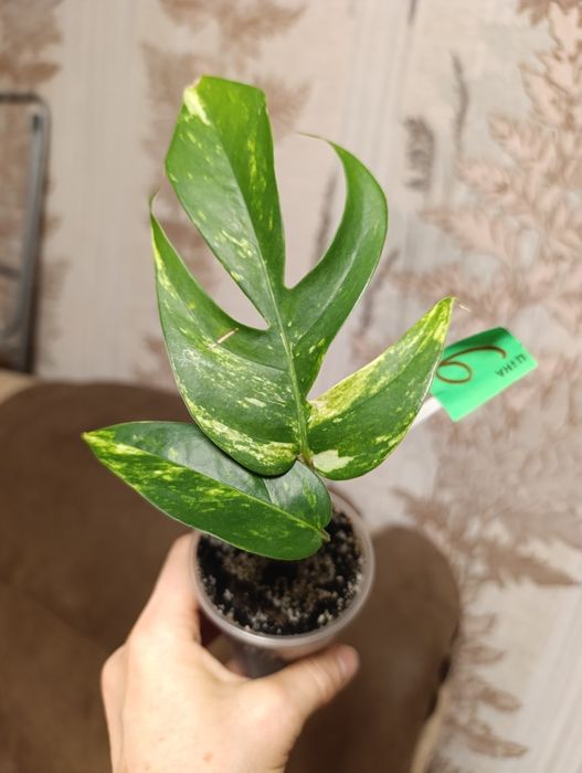 Філодендрон перець Крокатум, єпіпремнум Cintho Goldfinger сциндапсус