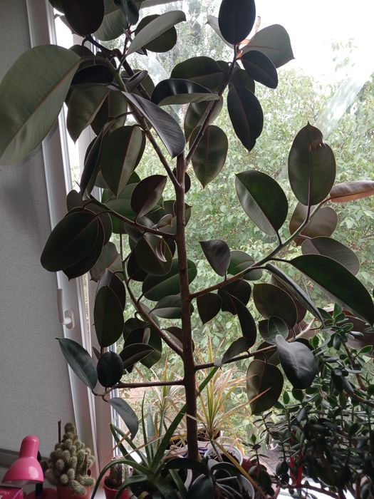 Фикус -  каучуконосный.