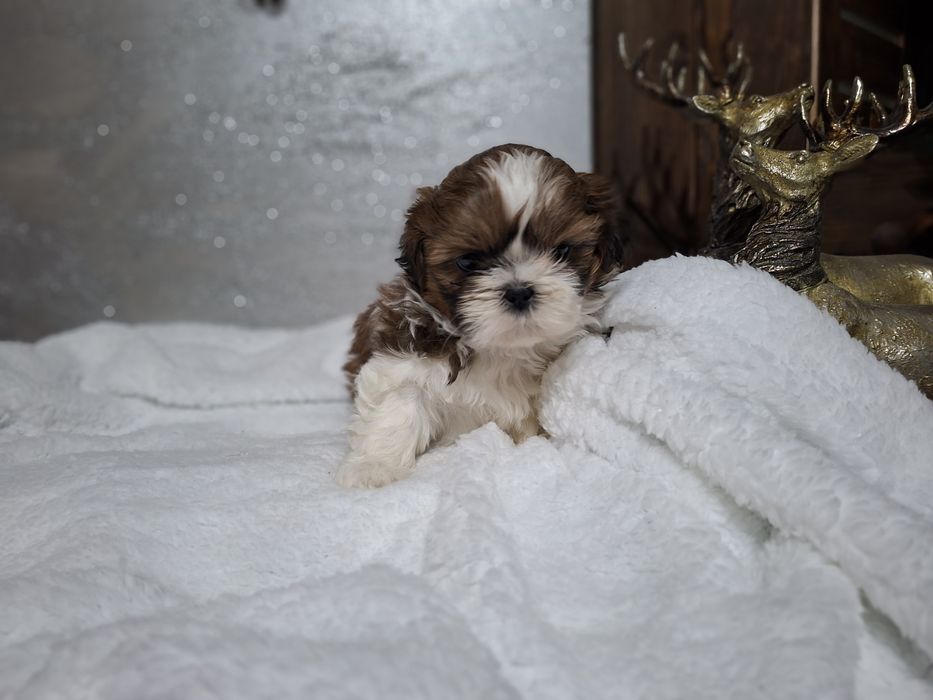 Shih-tzu suczka wesoła