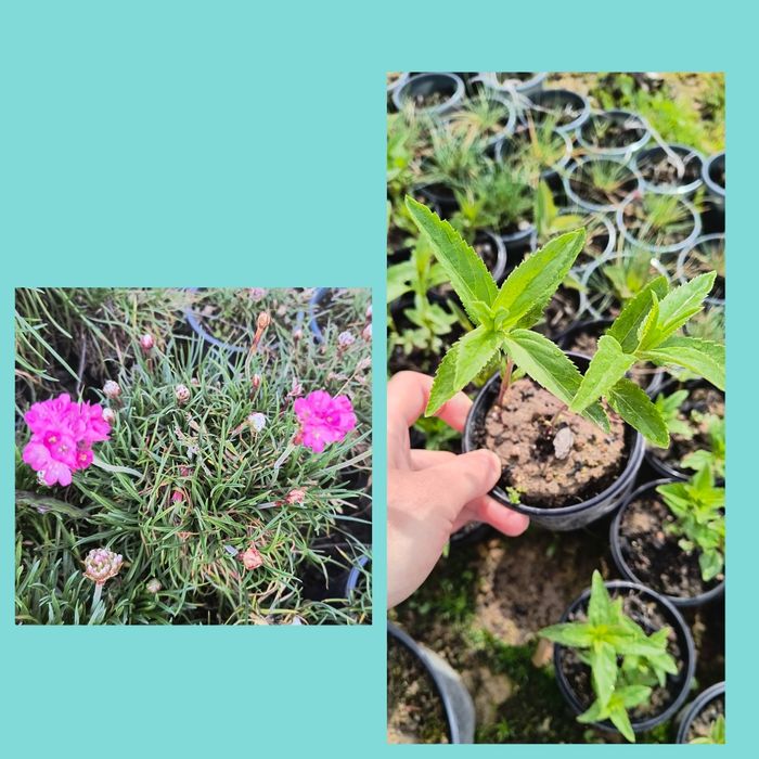 Вероніка 'Синій букет' і Армерія рожева у горщику