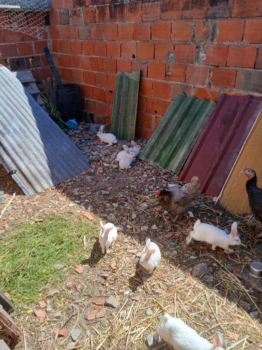 Vendo  coelhos de raça