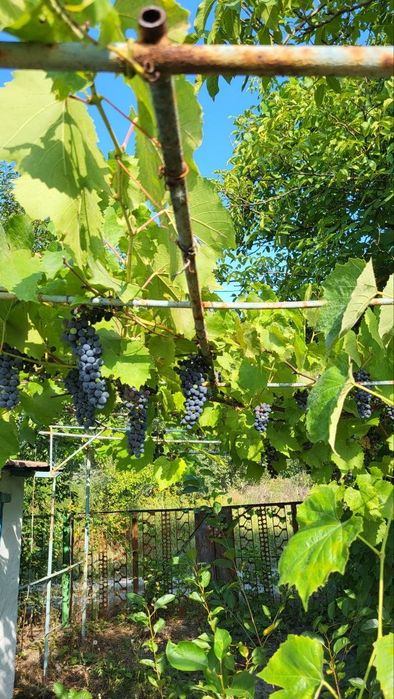 Продам дачу-город
