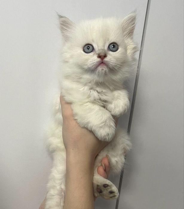 Хлопчик прямовухий