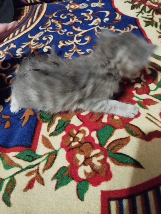 Віддам кошенят як тільки підростуть