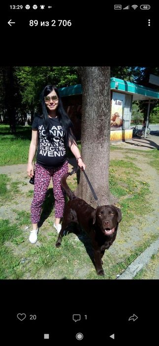 Вязка лабродора