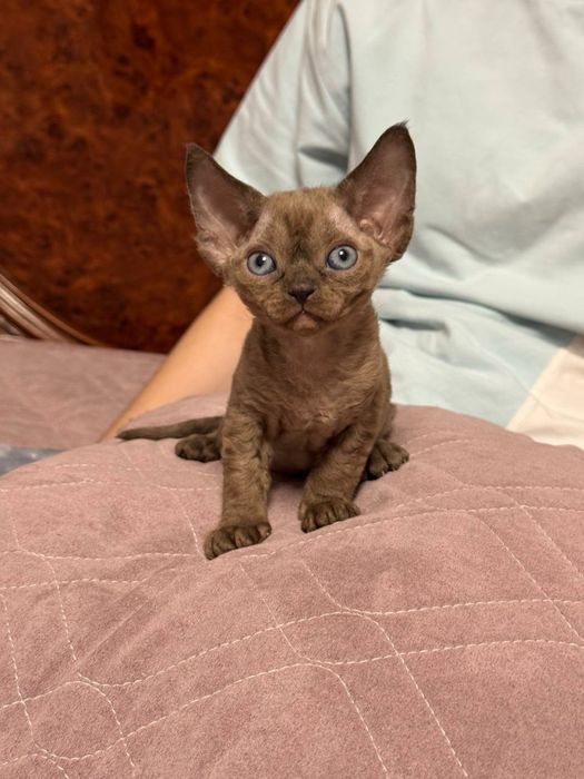 Devon Rex Девон Рекс кошенята (Бронь)