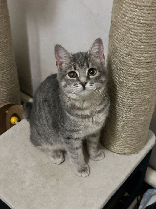 Кошеня Люсі шукає дім