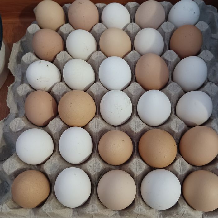 Продам  інкубаційні яйця від домашнього змішаного стада.