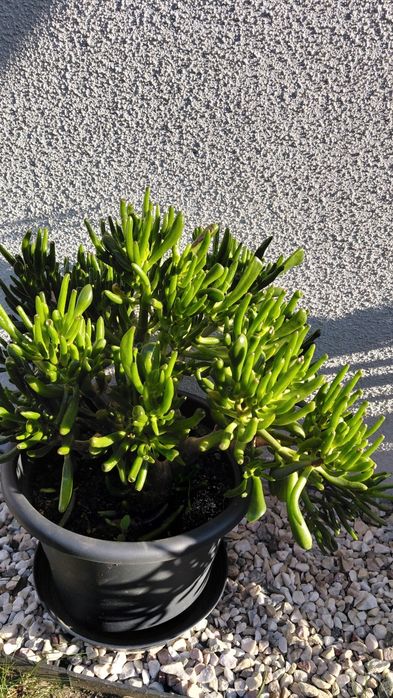 Crasula hobbit grubosz7