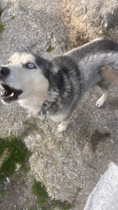 Lobito para adoção