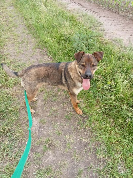 Klops do adopcji