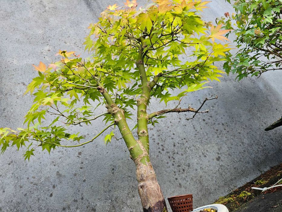 Bonsai acer orange dream