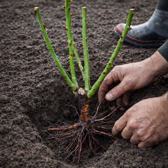Кущові троянди з корінням  саджанці в рози горшках та копані недорого
