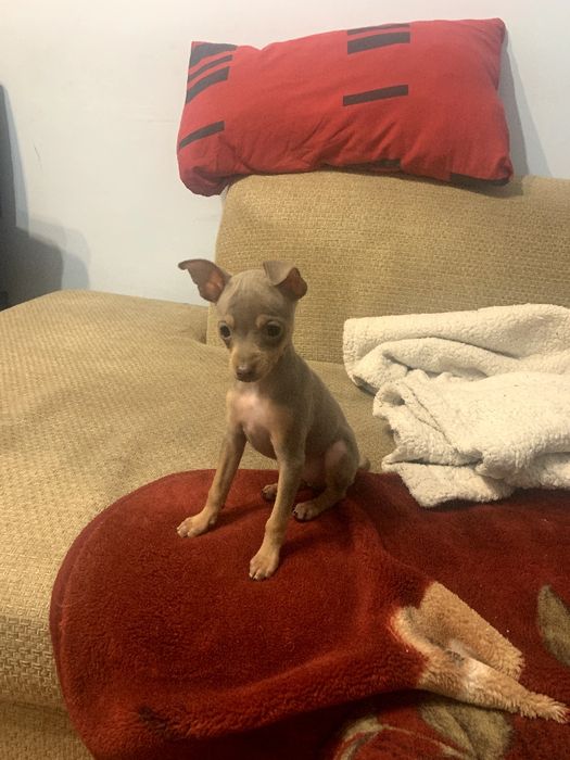 Продам щенка той терьер