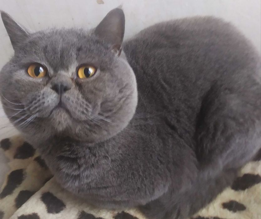 Молодий прямовухий красень.