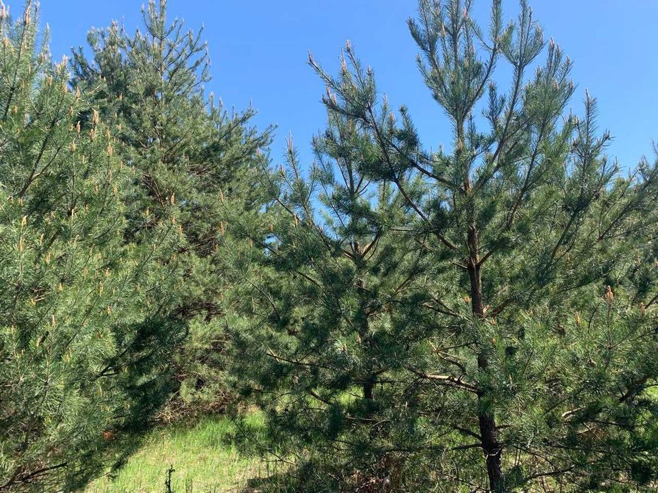 Земельна ділянка під садівництво. Здвижівка. 12 соток.