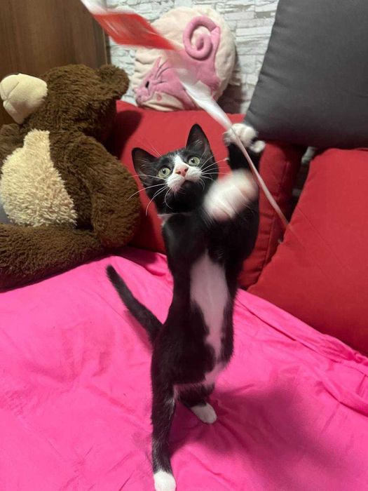 Котята на любой вкус