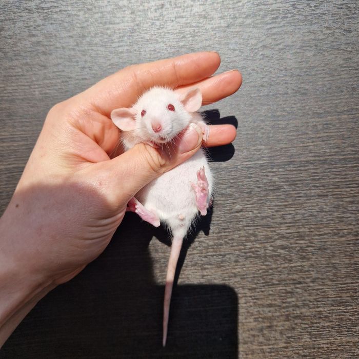 Крысы криси щурики щури Дамбо доставка самовывоз