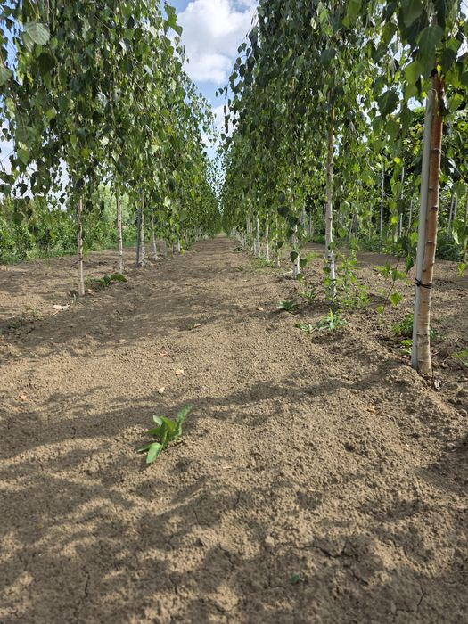 Brzoza płaczącą. Pendula. Duże drzewa