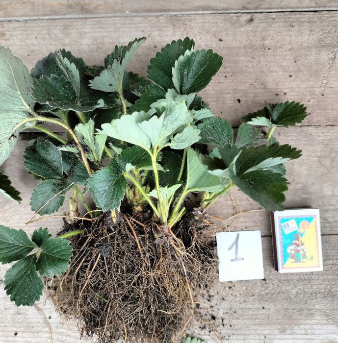 Полуниця Мармелада саджанці