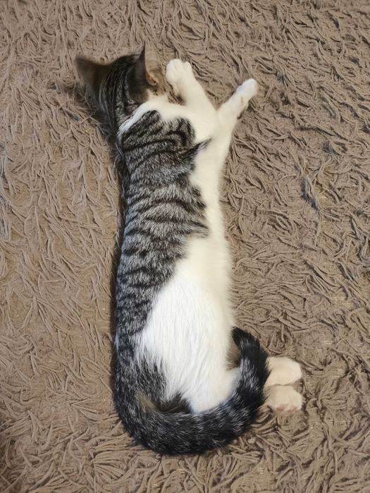 Котик, безкоштовно