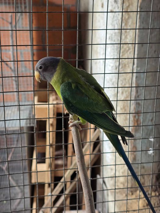 Cabeça de ameixa fêmeas