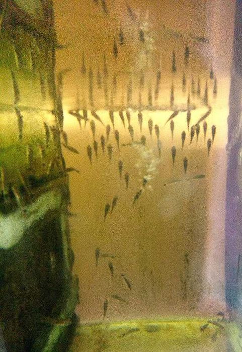 Водорослееды Отоцинклюс аффинис, зебра, витатус Неритина, неретина