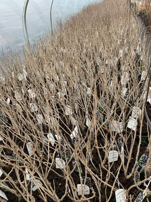 Porzeczka i Agrest Krzak i Na Pniu