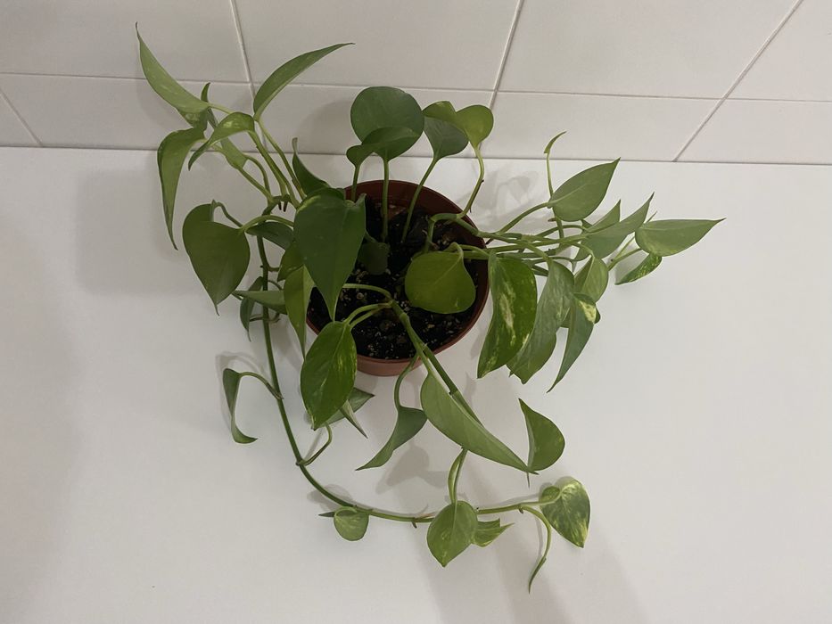 Planta Jiboia | Epipremnum aureum | Pothos