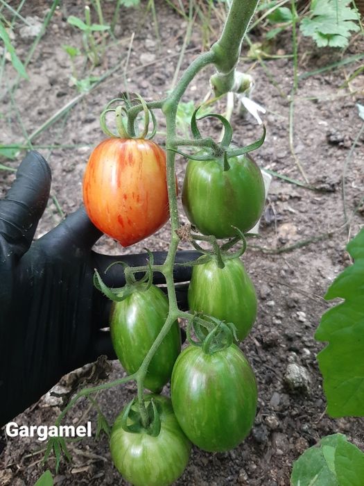 Nasiona pomidorów kolekcjonerskich