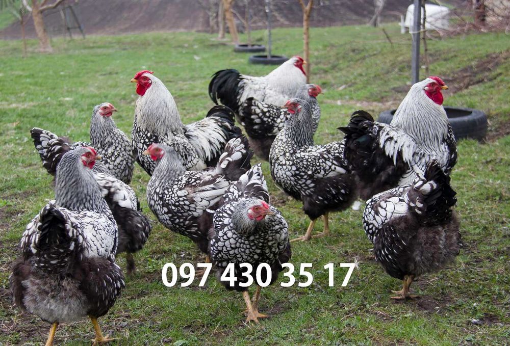 Інкубаційні яйця Віандот срібло