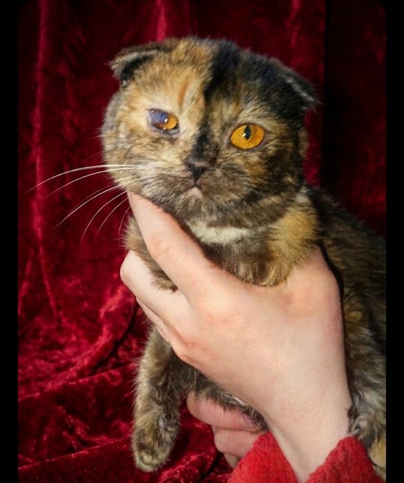 Шотланське кошенятко