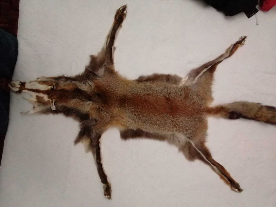 Pele de Raposa ,com carimbo