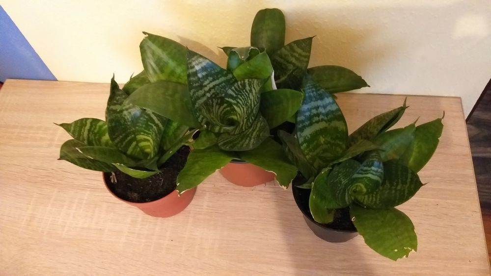 Kwiatki sansewieria sadzonki