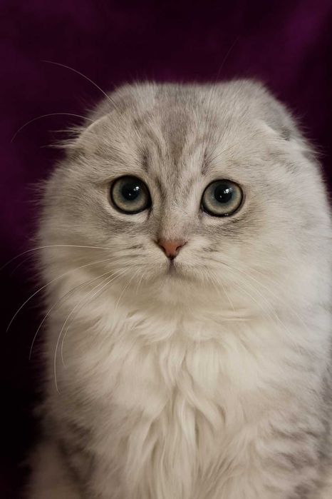 Хайленд фолд мальчик. Голубая серебристая шиншилла. Питомник.