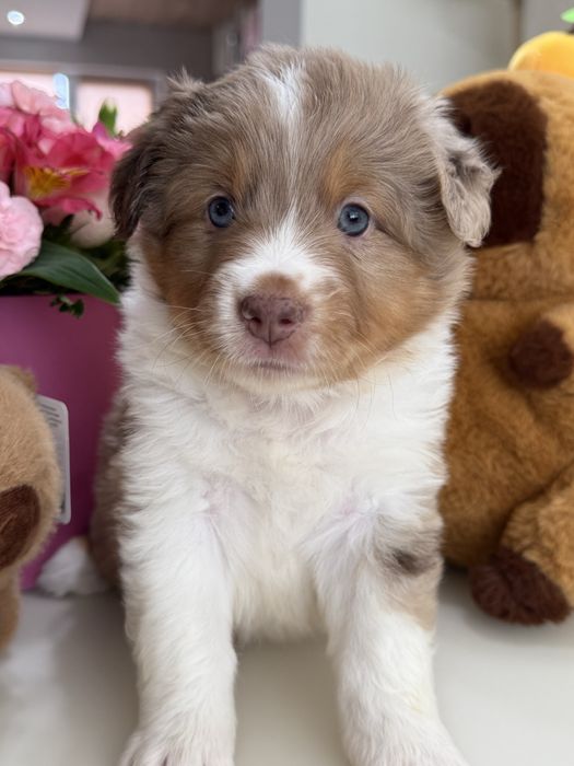 Міні ауссі ( Мініатюрна Американська вівчарка)