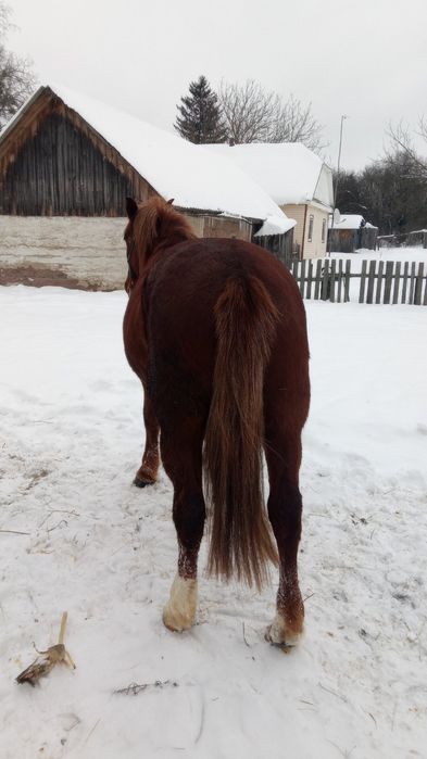 Змінить власника кобила!!!