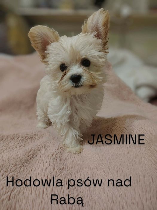JASMINE piękna suczka Yorkshire terrier Golddust