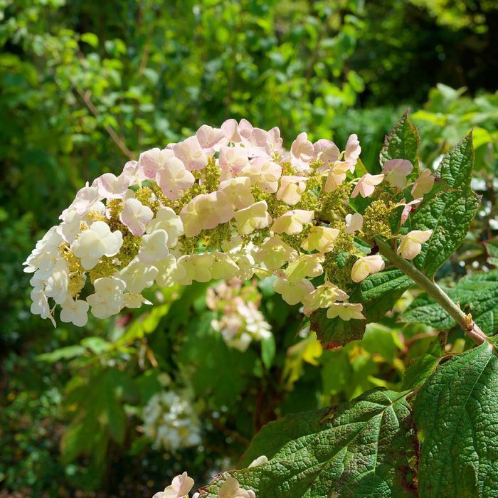 Hortensja dębolistna 'Applause' (Hydrangea quercifolia) Doniczka 2.0L