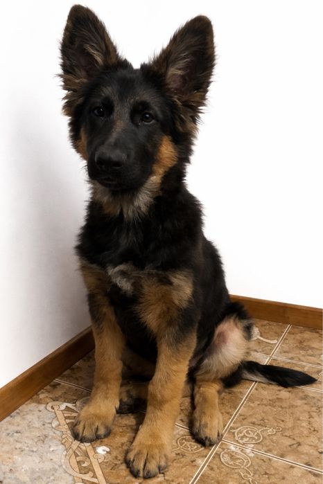 Продаются щенки немецкой д/ш овчарки