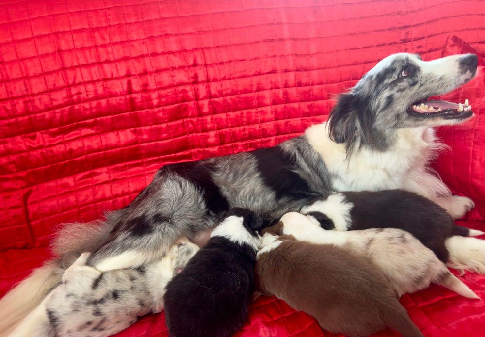 Border Collie szczeniak