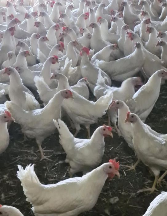 Kury nioski lekhorny