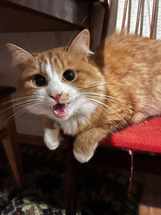 Віддам котика у Добрі руки:)гарно себе поводить дуже грайливий)))