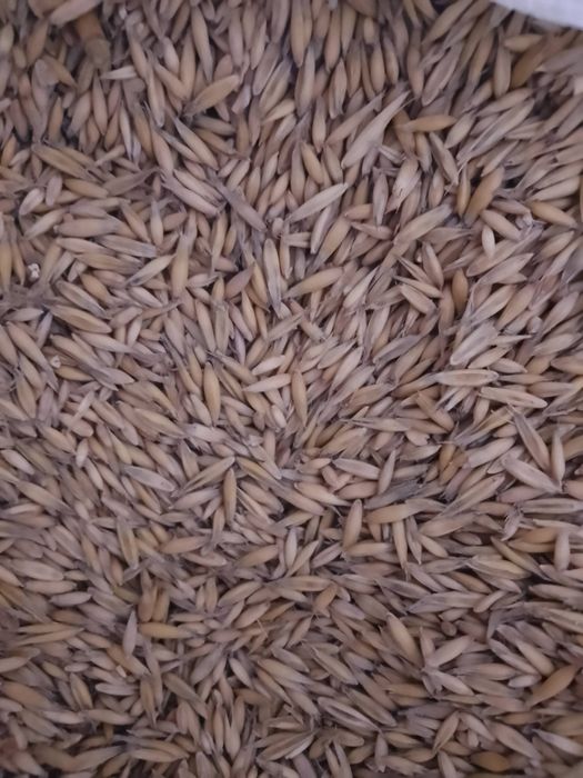 Owies piękny, suchy, możliwość dowozu