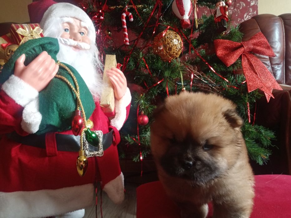 Chow Chow piesek Masked Red