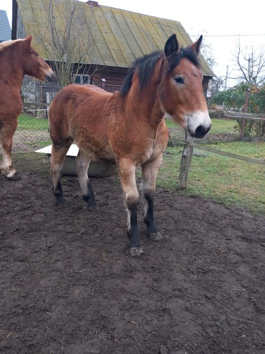 Sprzedam 2 źróbki sokólskie