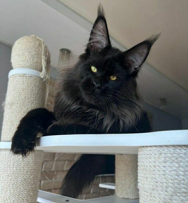 Кошенята Vip mainecoon