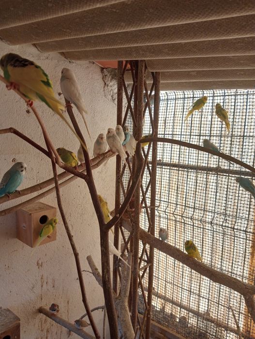 Piriquitos várias cores