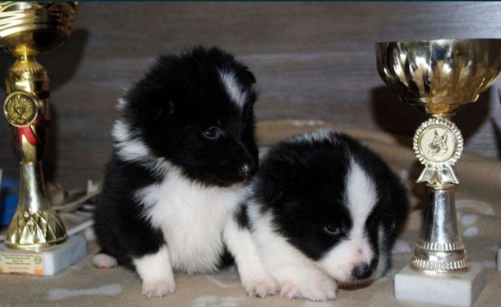 Мини Колли / Шелти / Шетландская овчарка